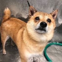 Peconic Bay Animal Hospital ico