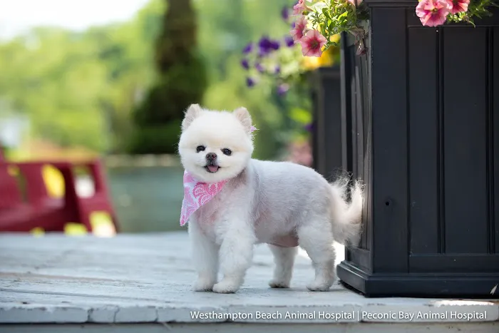 Peconic Bay Animal Hospital 4