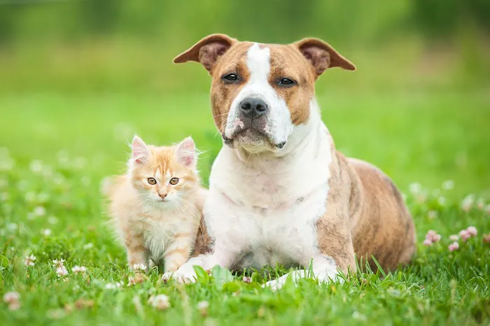 Peconic Bay Animal Hospital 5