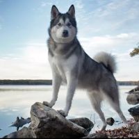 Healing Hands 4 Paws Shirley Long Island ico