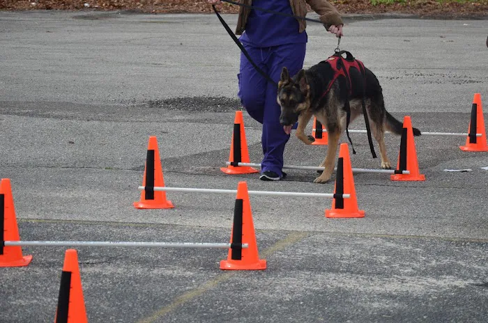 Healing Hands 4 Paws Shirley Long Island 12