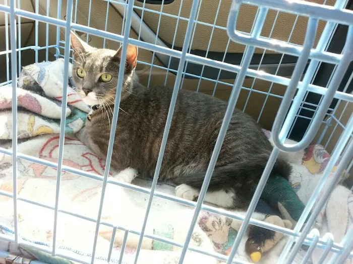 Shirley Veterinary Hospital Long Island 12