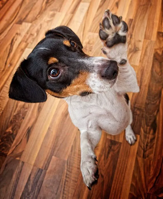 Shirley Veterinary Hospital Long Island 12