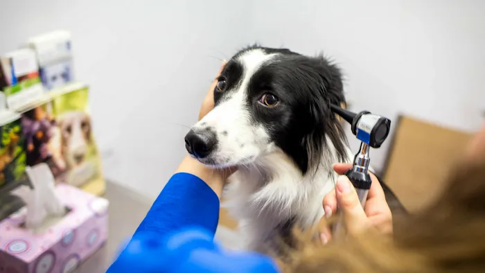 Shirley Veterinary Hospital Long Island 12