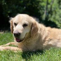 Shirley Veterinary Hospital Long Island ico