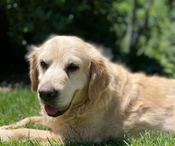 Shirley Veterinary Hospital Long Island