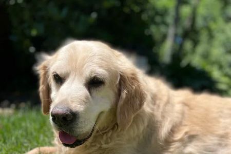Shirley Veterinary Hospital Long Island