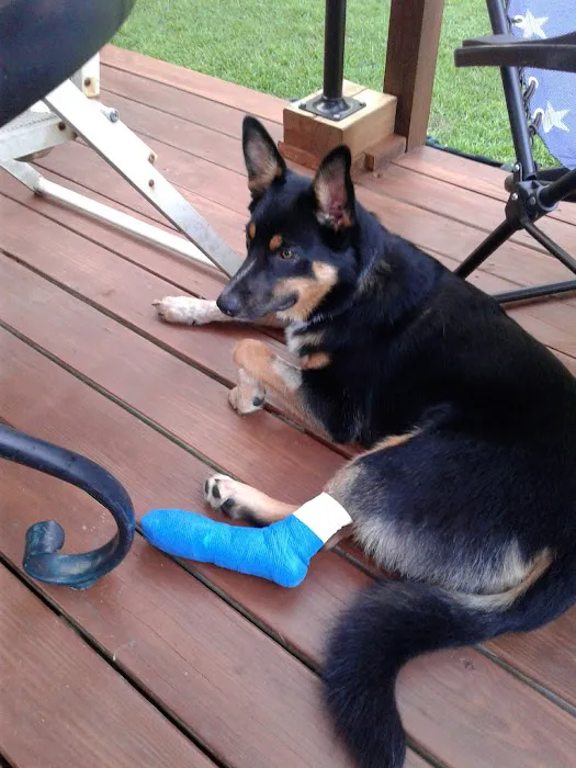 Center Moriches Veterinary Hospital 12