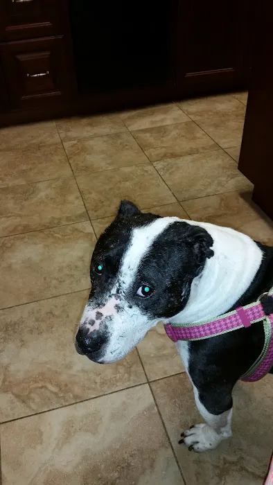Center Moriches Veterinary Hospital 12