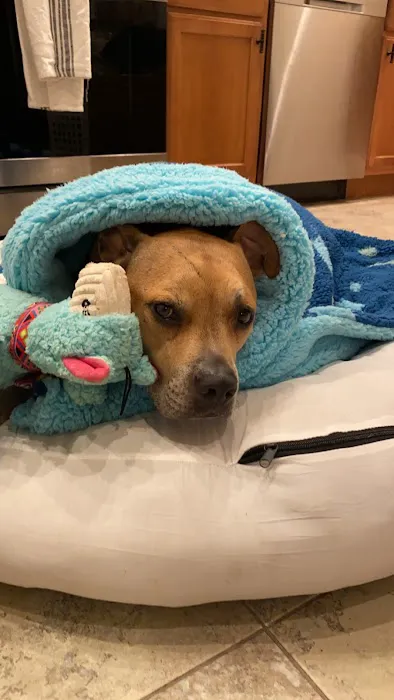 Center Moriches Veterinary Hospital 12
