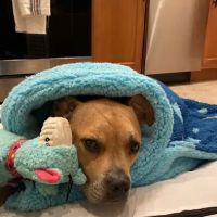 Center Moriches Veterinary Hospital ico