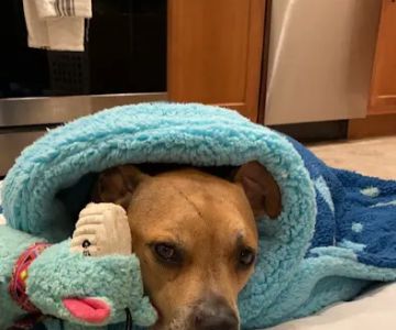 Center Moriches Veterinary Hospital