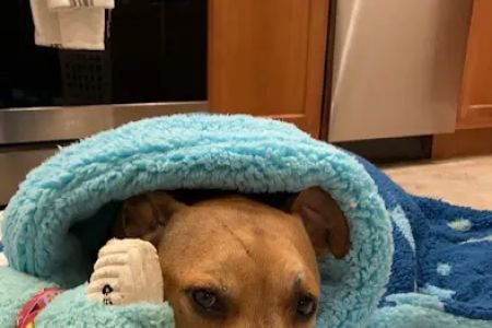 Center Moriches Veterinary Hospital