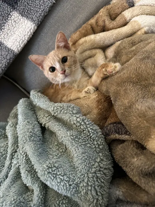 Valley Animal Clinic 12