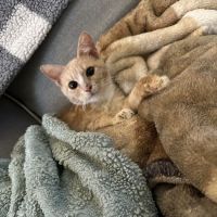 Valley Animal Clinic ico