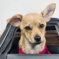 Southwest Virginia Veterinary Services ico