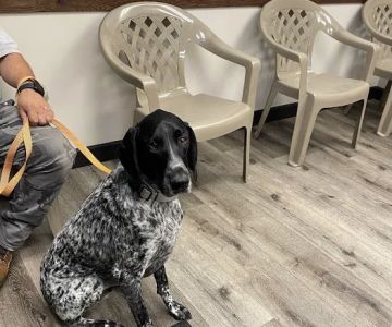 Mountainview Small Animal Hospital