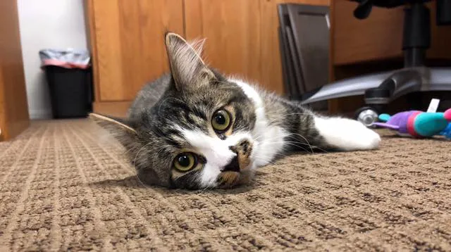 Mountainview Small Animal Hospital 9