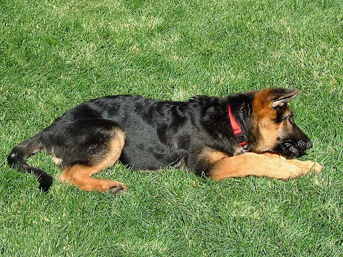 Mountainview Small Animal Hospital 5