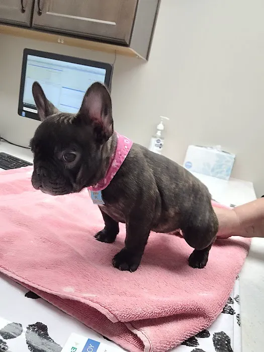 Mountainview Small Animal Hospital 8