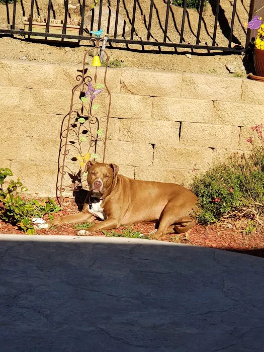 Lake Elsinore Animal Hospital at SoCalVetGroup 3