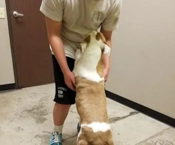 Lake Elsinore Animal Hospital at SoCalVetGroup