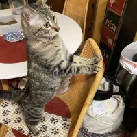 Not Just 4 Paws Animal Hospital ico