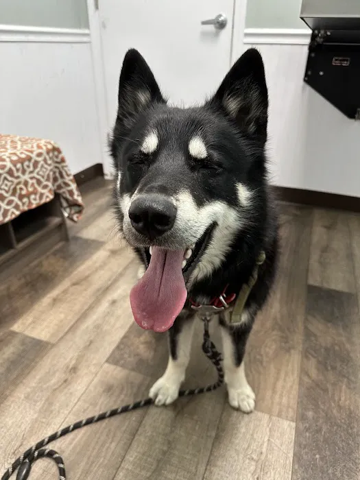 Not Just 4 Paws Animal Hospital 6