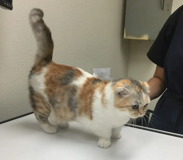 Not Just 4 Paws Animal Hospital 9