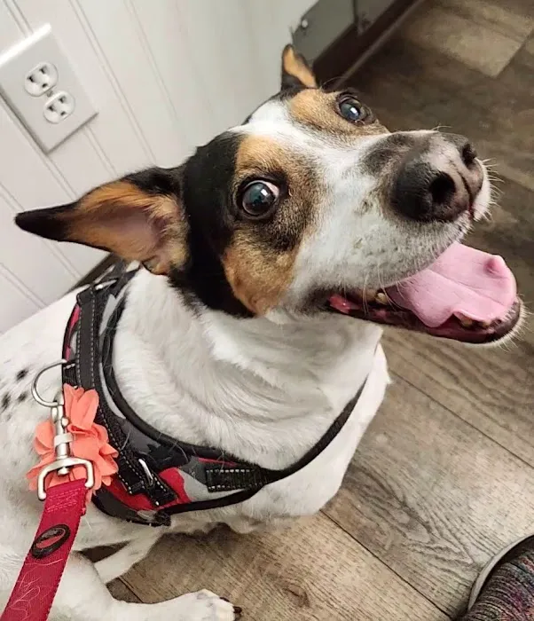 Not Just 4 Paws Animal Hospital 7