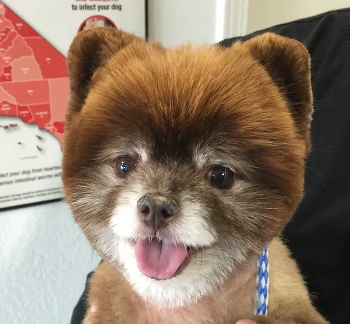Not Just 4 Paws Animal Hospital 8