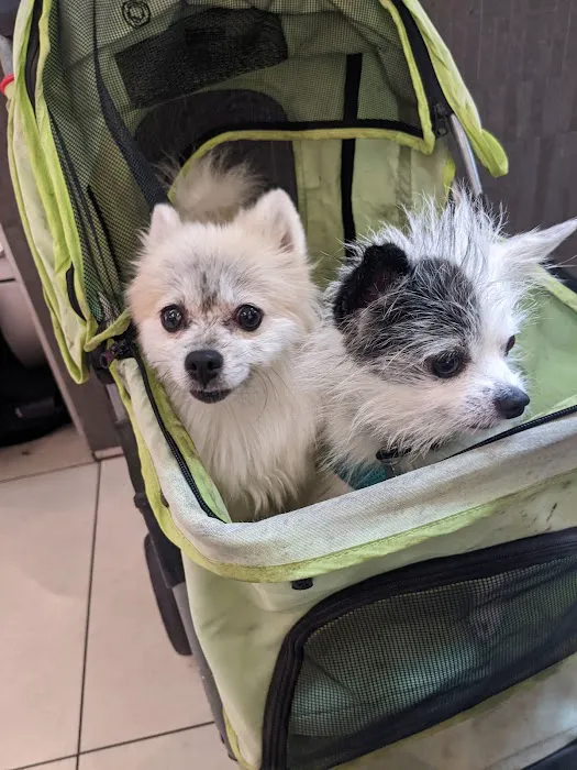 Not Just 4 Paws Animal Hospital 3