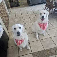Canyon Lake Veterinary Hospital ico