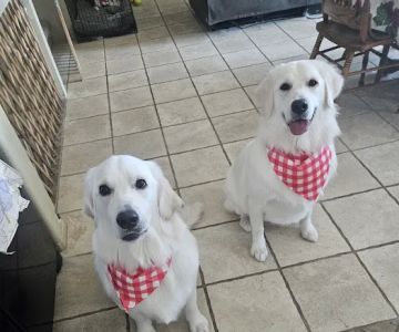 Canyon Lake Veterinary Hospital