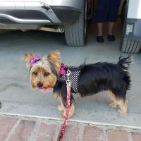 Perris Animal Hospital ico