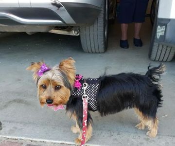 Perris Animal Hospital
