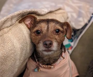 Perris Valley Veterinary Clinic