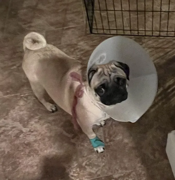 Perris Valley Veterinary Clinic 9