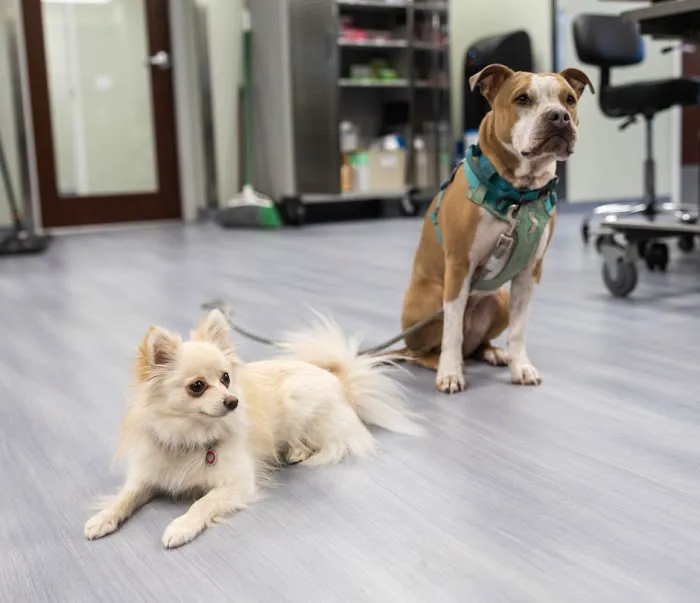 Animal Clinic of Milford 12