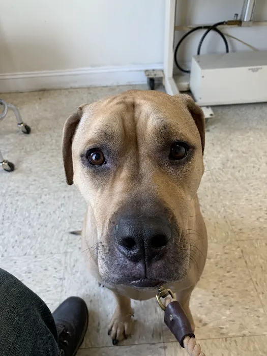 Animal Clinic of Milford 12