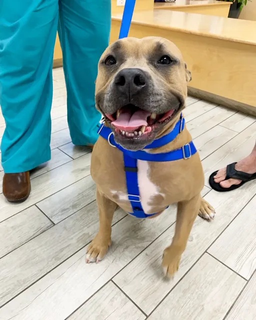 Milford Animal Hospital 12
