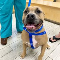 Milford Animal Hospital ico