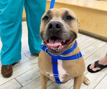 Milford Animal Hospital