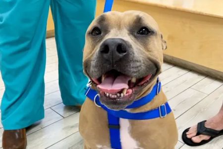 Milford Animal Hospital