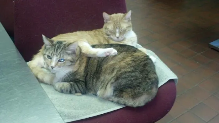 Pond Point Animal Hospital 12