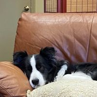 Pond Point Animal Hospital ico