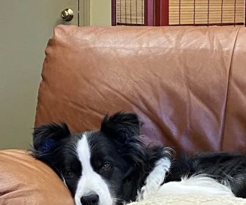 Pond Point Animal Hospital