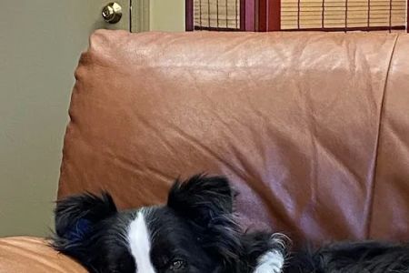 Pond Point Animal Hospital