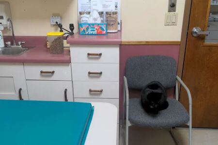 Berkshire Humane Society's Wellness Clinic