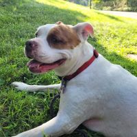 Wahconah Vet Services ico